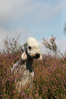 Bedlington Terrier Portrait