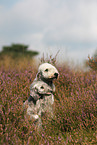 2 Bedlington Terrier