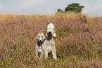 2 Bedlington Terrier