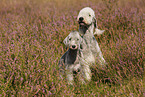 2 Bedlington Terrier