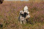 2 Bedlington Terrier