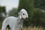 Bedlington Terrier Portrait