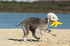 playing Bedlington Terrier