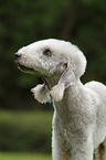 Bedlington Terrier Portrait