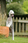 Bedlington Terrier