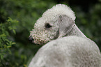 Bedlington Terrier Portrait