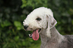 Bedlington Terrier Portrait