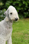 Bedlington Terrier Portrait