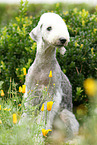 sitting Bedlington Terrier