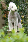 Bedlington Terrier