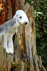 sitting Bedlington Terrier