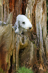 Bedlington Terrier Portrait