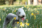 Bedlington Terrier Portrait