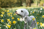 Bedlington Terrier Portrait