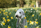 Bedlington Terrier Portrait