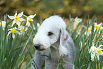 Bedlington Terrier Portrait