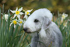Bedlington Terrier Portrait