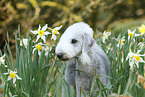 Bedlington Terrier Portrait