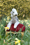 lying Bedlington Terrier