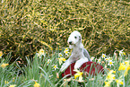 lying Bedlington Terrier