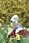 lying Bedlington Terrier