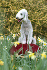 sitting Bedlington Terrier