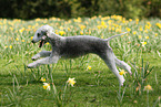 running Bedlington Terrier