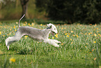 running Bedlington Terrier