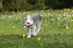 running Bedlington Terrier