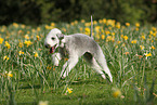 running Bedlington Terrier
