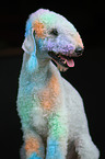 sitting Bedlington Terrier