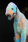 sitting Bedlington Terrier