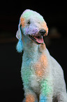 Bedlington Terrier Portrait