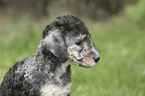 Bedlington Terrier Puppy portrait