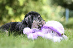 lying Bedlington Terrier Puppy