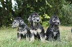 sitting Bedlington Terrier Puppies
