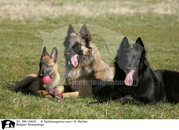 Belgische Schferhunde / Belgian Sheepdogs / RR-10605