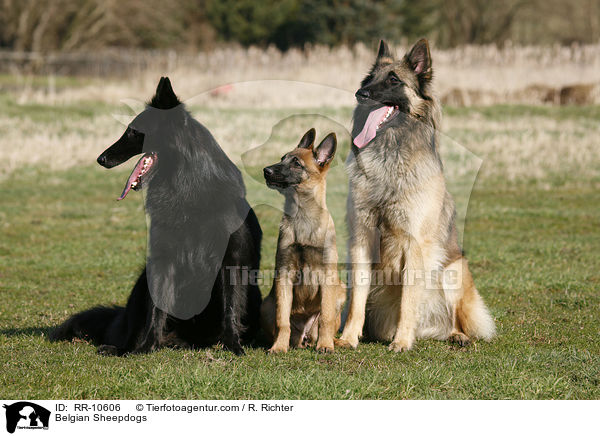 Belgische Schferhunde / Belgian Sheepdogs / RR-10606
