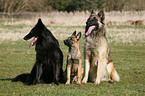 Belgian Sheepdogs