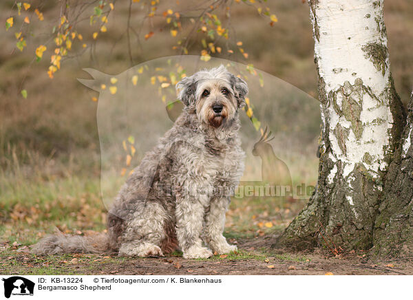 Bergamasker Hirtenhund / Bergamasco Shepherd / KB-13224