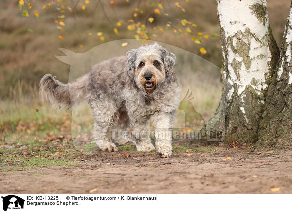Bergamasker Hirtenhund / Bergamasco Shepherd / KB-13225