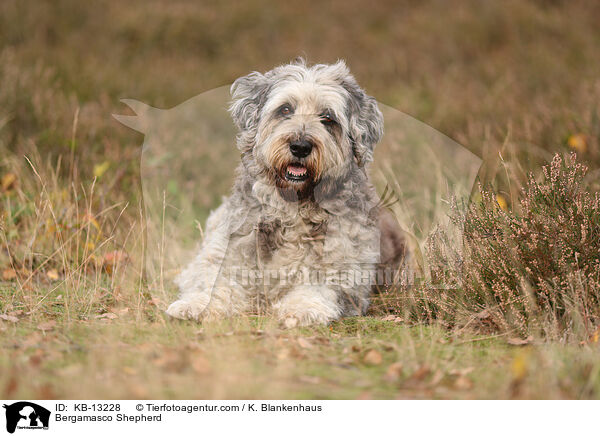 Bergamasker Hirtenhund / Bergamasco Shepherd / KB-13228