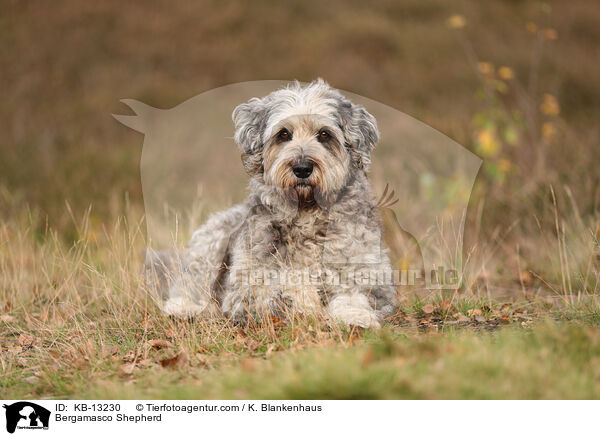 Bergamasker Hirtenhund / Bergamasco Shepherd / KB-13230