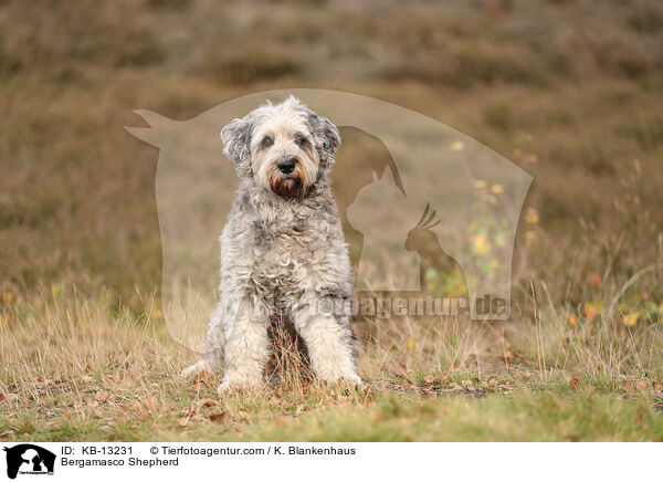 Bergamasker Hirtenhund / Bergamasco Shepherd / KB-13231