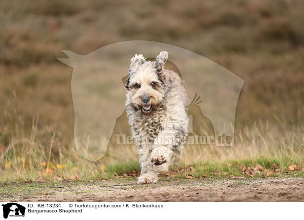 Bergamasker Hirtenhund / Bergamasco Shepherd / KB-13234