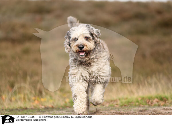 Bergamasker Hirtenhund / Bergamasco Shepherd / KB-13235