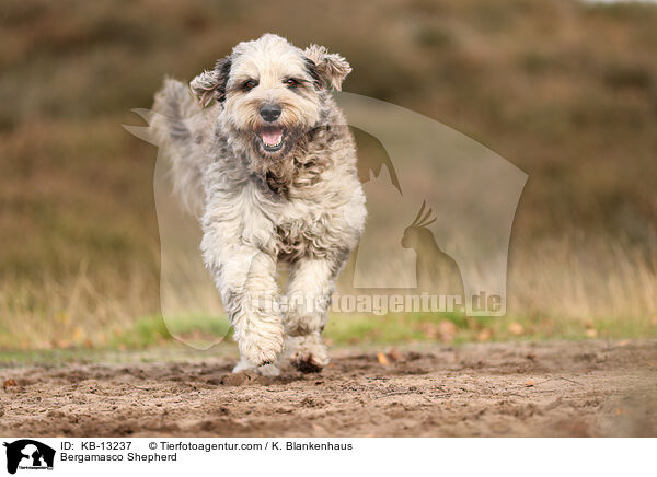 Bergamasker Hirtenhund / Bergamasco Shepherd / KB-13237