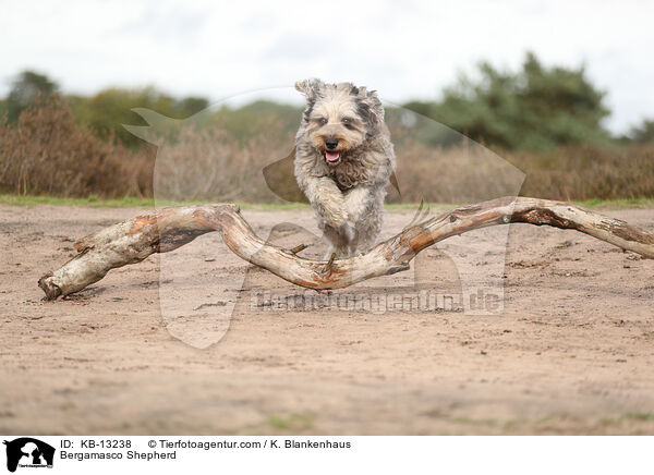 Bergamasker Hirtenhund / Bergamasco Shepherd / KB-13238