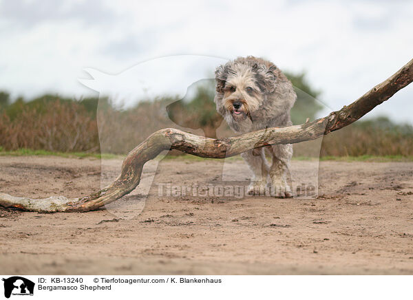 Bergamasker Hirtenhund / Bergamasco Shepherd / KB-13240