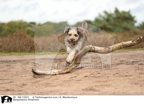 Bergamasker Hirtenhund / Bergamasco Shepherd / KB-13241